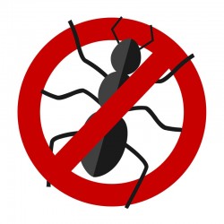 Traitement contre les fourmis